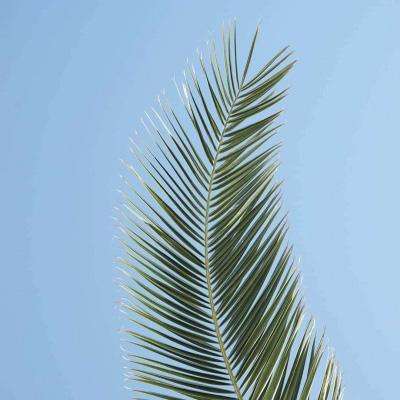 巅峰战舰爱游戏版本下载